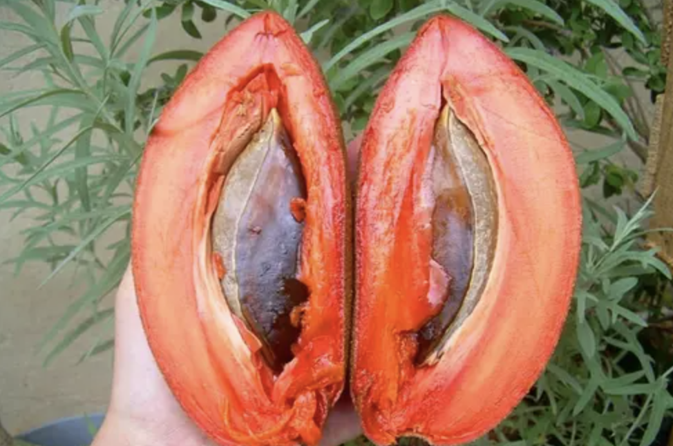 Sapote